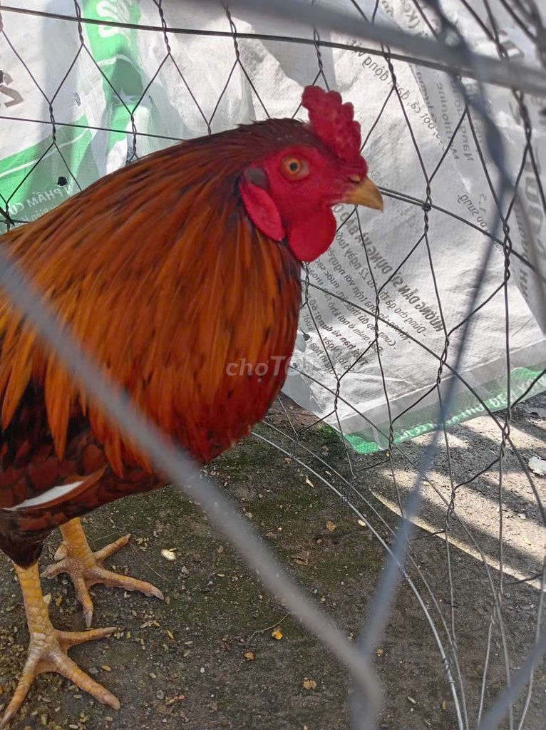 Gà Nồi khét 2kg7 cán bao tốt. Mua bán Gà tại Thành phố Rạch Giá Kiên Giang được đăng bởi Đoàn Huy hình 1