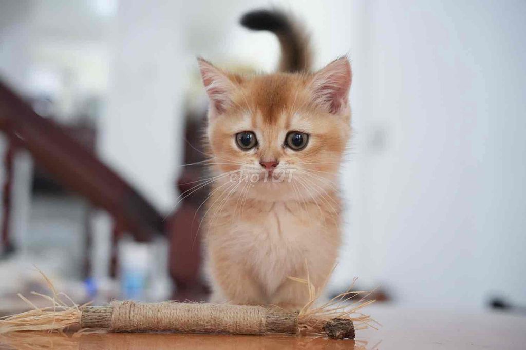 Mèo Golden chân lùn 3 tháng Đực Cái. Mua bán Mèo tại Quận Bình Thạnh Tp Hồ Chí Minh được đăng bởi Cá  hình 1