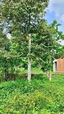 Bán 4700m2 đất vườn trái cây tạ Bảo Bình,Cẩm Mỹ,Đồng nai,650tr/si
