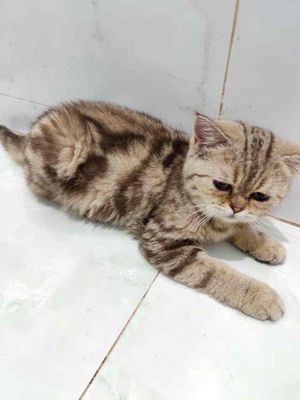 Mèo ALN, Mèo ALD Đủ màu Đủ giới tính
