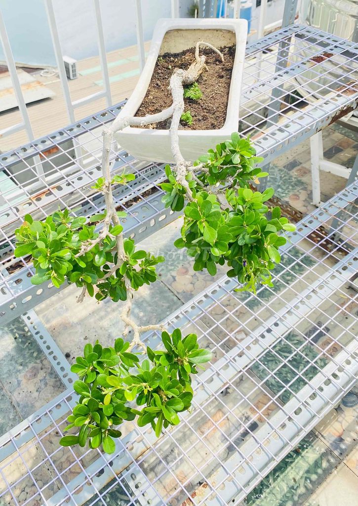 Sam Núi Nghệ Thuật, THÁC ĐỔ KỲ VỸ. Mua bán Cây cảnh, đồ trang trí tại Quận Tân Phú Tp Hồ Chí Minh được đăng bởi Nguyễn Hoàng hình 1