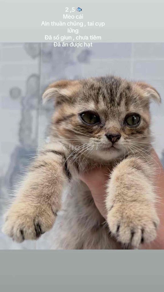 Mèo Anh lông ngắn cái Tai cụp lửng Tabby. Mua bán Mèo tại Huyện Long Điền Bà Rịa - Vũng Tàu được đăng bởi biều thị hải yên  hình 1