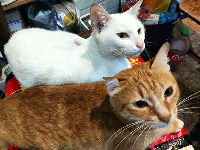 nhượng thú cưng...