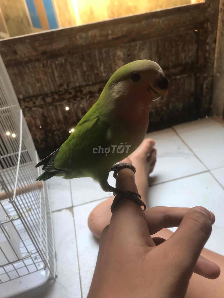 Vẹt Lovebird Xanh lá Thuần quấn chủ. Mua bán Chim tại Quận Liên Chiểu Đà Nẵng được đăng bởi Phúc Nguyễn hình 1