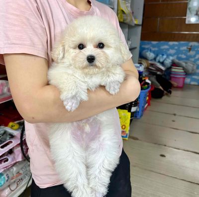 poodle xinh