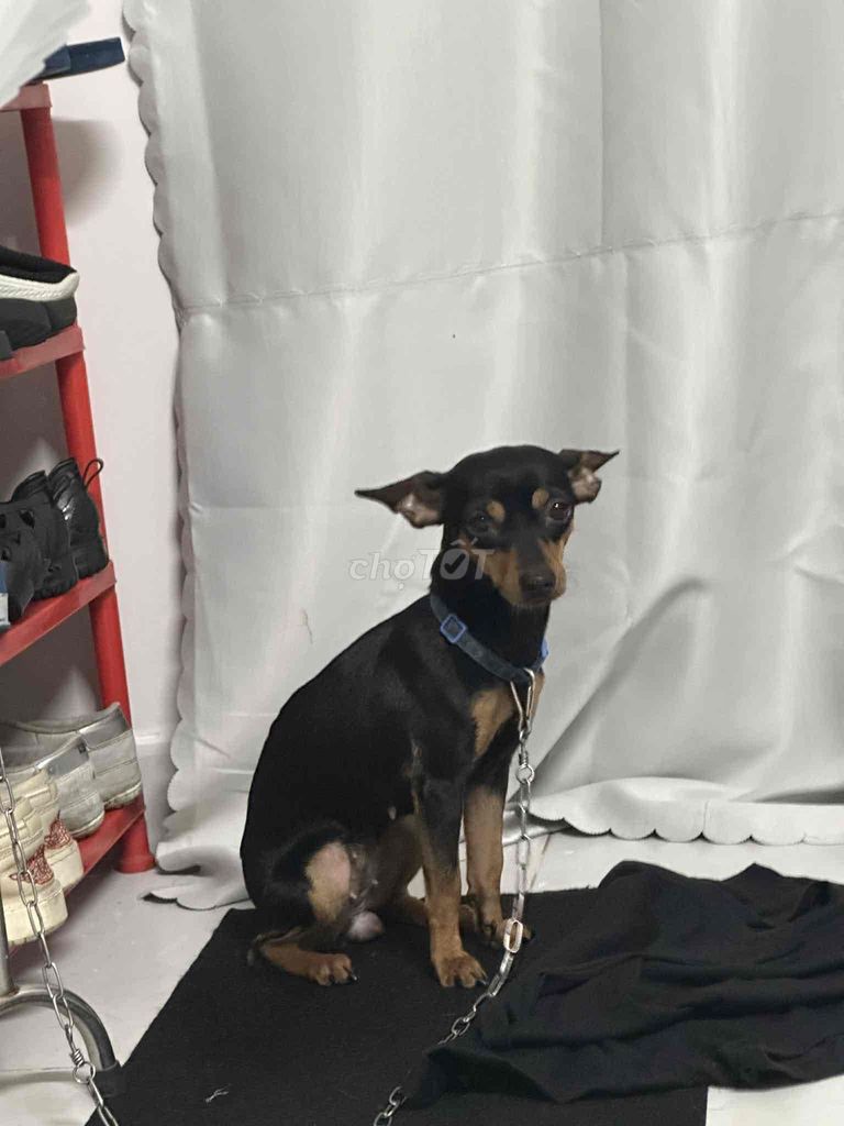 Chó Phốc hươu cái. Mua bán Chó tại Thành phố Thủ Đức Tp Hồ Chí Minh được đăng bởi mẫn nhi hình 1