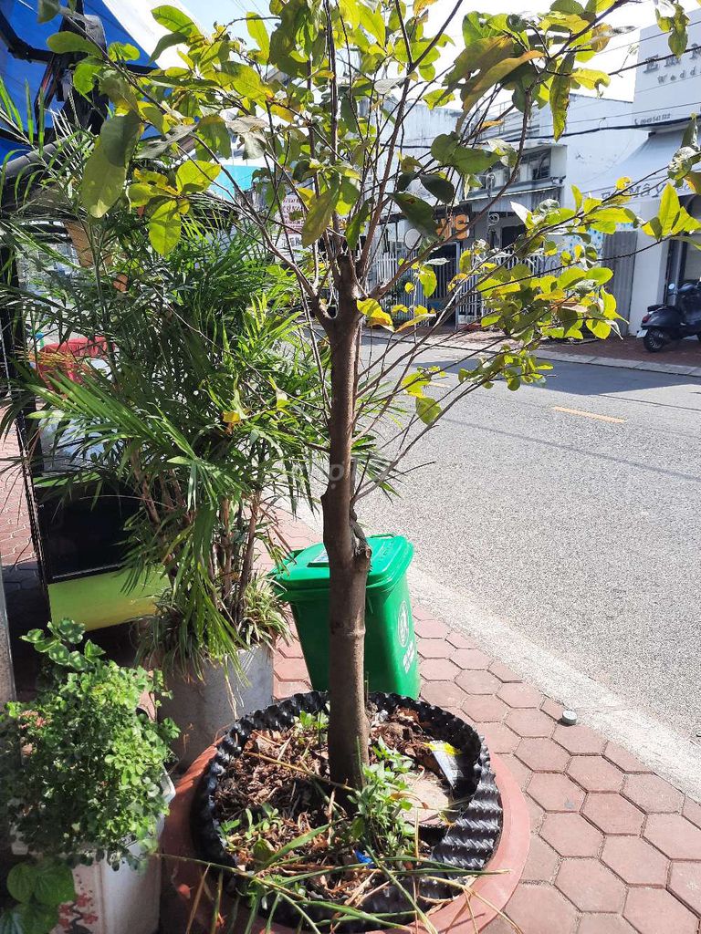 Cây mai Cây già. Mua bán Cây cảnh, đồ trang trí tại Thành phố Cà Mau Cà Mau được đăng bởi Vũ hình 1