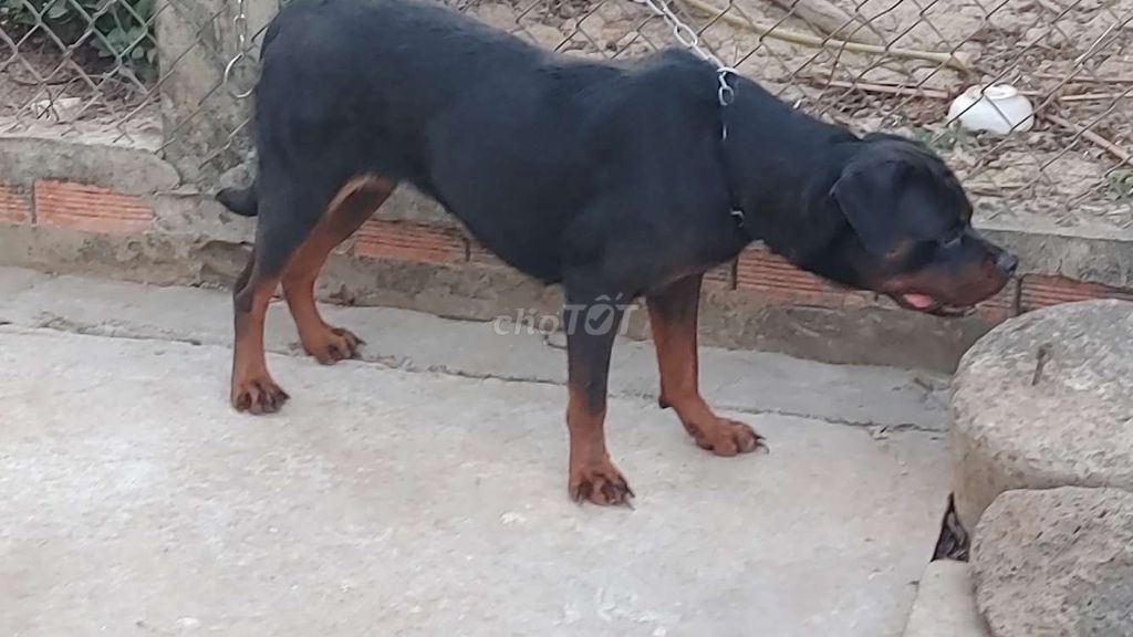 Rottweiler Cái.CM