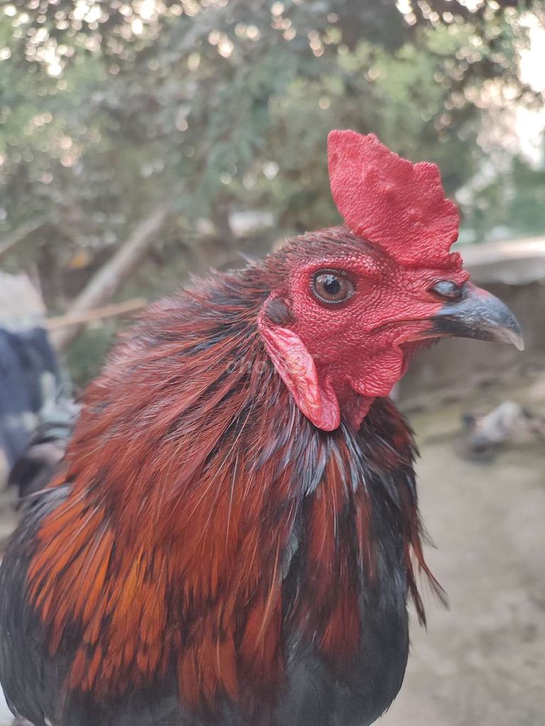 điều xanh aisl mỹ trạng 2,7kg. Mua bán Gà tại Huyện Vĩnh Thạnh Cần Thơ được đăng bởi gà đá cần thơ hình 1