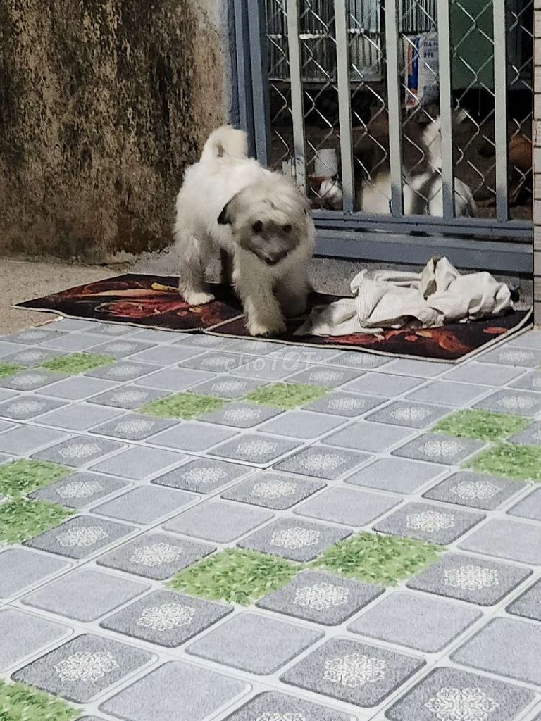 Chó Cái 8 tháng tuổi. Mua bán Chó tại Huyện Long Thành Đồng Nai được đăng bởi Tran Thao hình 1