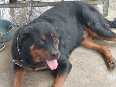 Cái Zin.Chưa Sinh. Mua bán Chó tại Quận 12 Tp Hồ Chí Minh được đăng bởi Nhân Rottweiler 