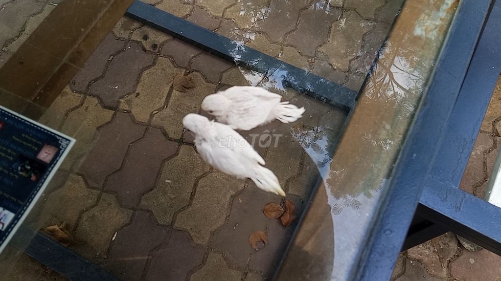 Vẹt mào Cockatiel & Yến Phụng. An Sương. Mua bán Chim tại Quận 12 Tp Hồ Chí Minh được đăng bởi VetViet hình 4