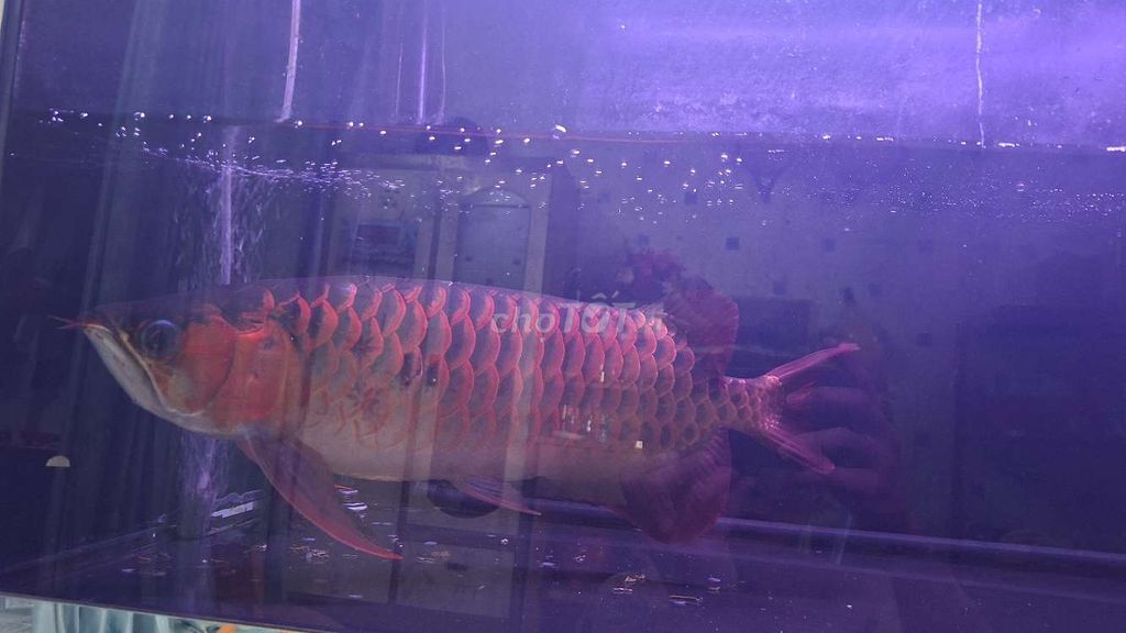 CÁ HUYẾT LONG INDO. Mua bán Thú cưng khác tại Huyện Củ Chi Tp Hồ Chí Minh được đăng bởi Triệu Minh hình 4