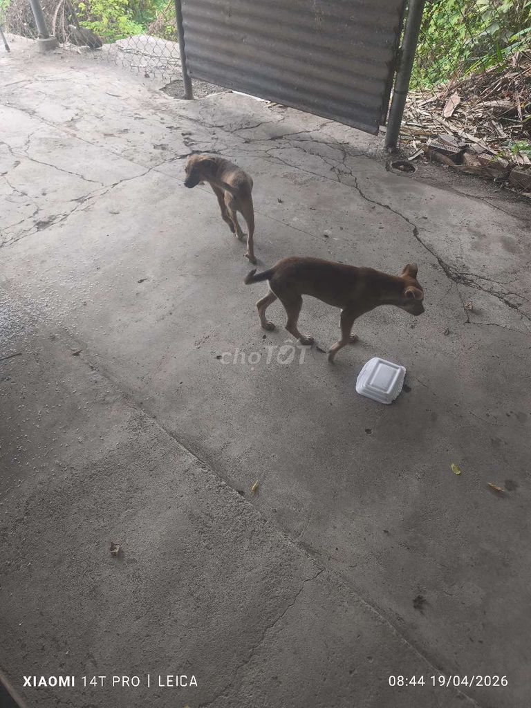 2 con chó cỏ cái. Mua bán Chó tại Huyện Vĩnh Cửu Đồng Nai được đăng bởi Thiên Phát hình 1