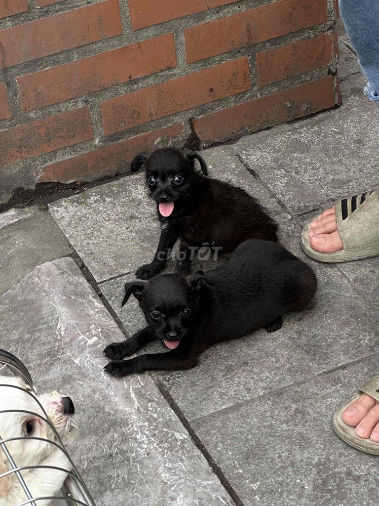 Chihuahua F1. Mua bán Chó tại Quận Thanh Xuân Hà Nội được đăng bởi Phi Long hình 4
