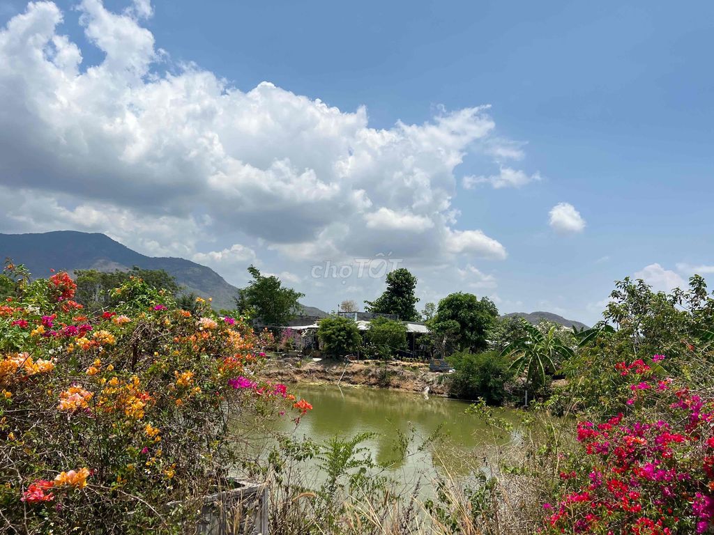 Đất vườn nghỉ dưỡng khu dân cư Hàm Thuận Nam Phan Thiết. Mua bán đất tại Huyện Hàm Thuận Nam Bình Thuận được đăng bởi Nguyễn Anh Sang hình 3