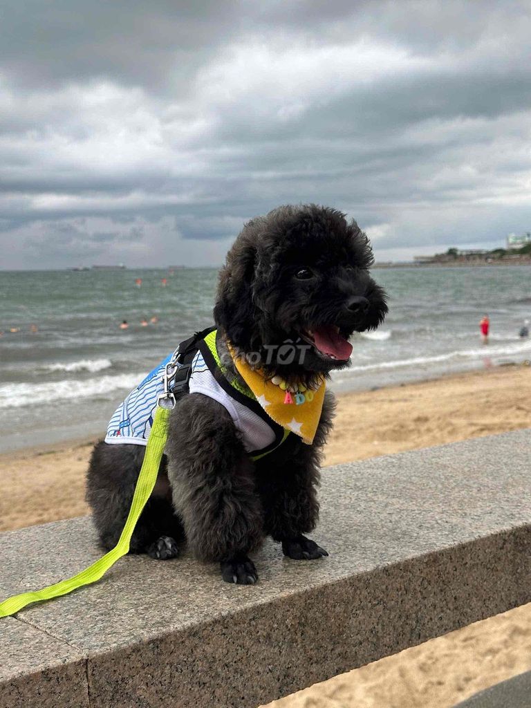 Chó Poodle xám khói đen. Mua bán Chó tại Quận 7 Tp Hồ Chí Minh được đăng bởi Trương Quốc Lượng hình 1