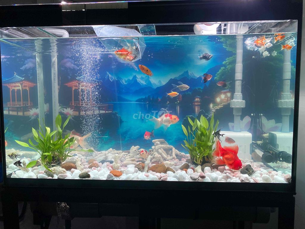 Hồ cá 80x40x50 đã sử dụng. Mua bán Phụ kiện, Thức ăn, Dịch vụ tại Thành phố Thủ Dầu Một Bình Dương được đăng bởi Nguyễn Văn Giang hình 1