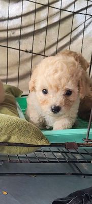 Chó Poodle Tiny Nâu vàng