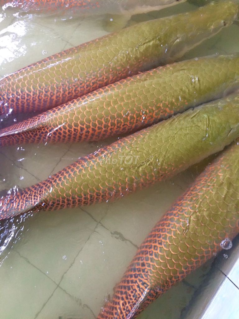 bán Cá hải tượng long. Mua bán Thú cưng khác tại Quận Gò Vấp Tp Hồ Chí Minh được đăng bởi nguyễn thiện hình 1