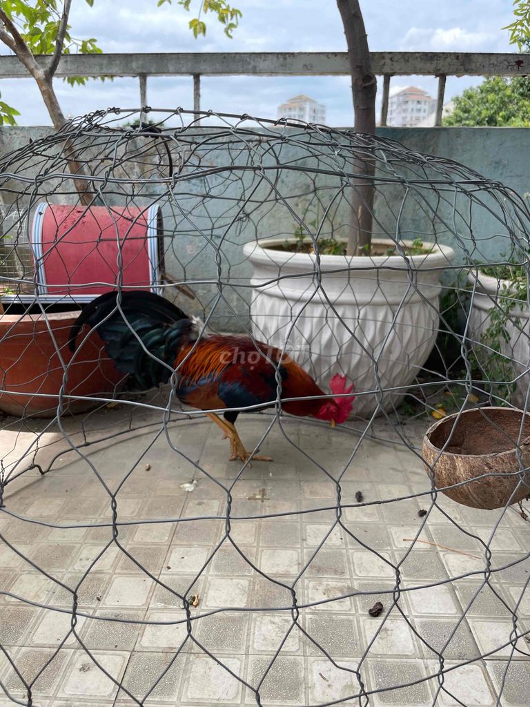 Bán Gà Tre 8 tháng tuổi