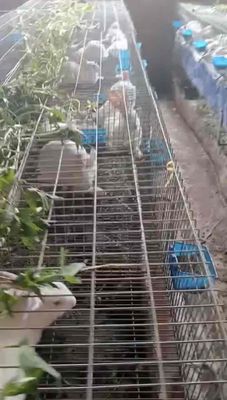 Thanh lý đàn thỏ Newzelan