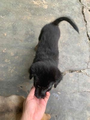 tặng chó cỏ. Mua bán Chó tại Quận Cái Răng Cần Thơ được đăng bởi hiền nguyễn