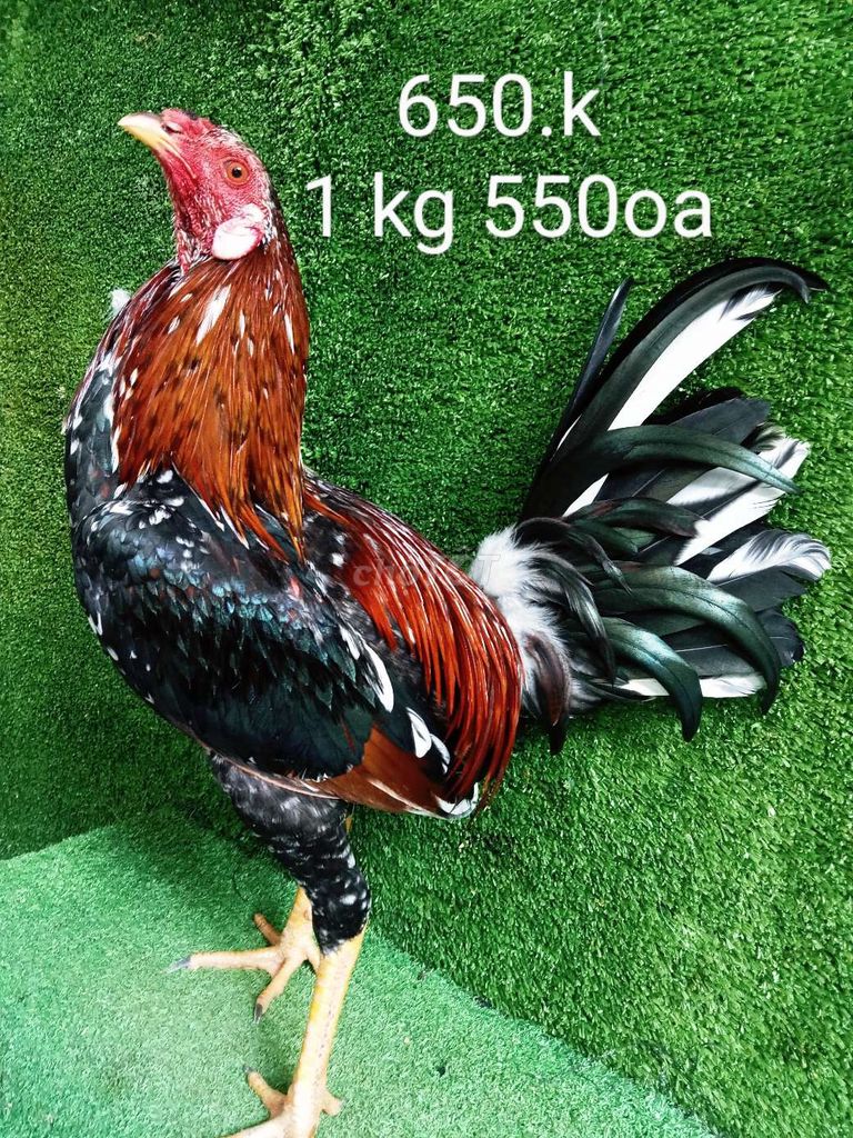 1 kg 550oa ae hợp lh .gà tơ zin