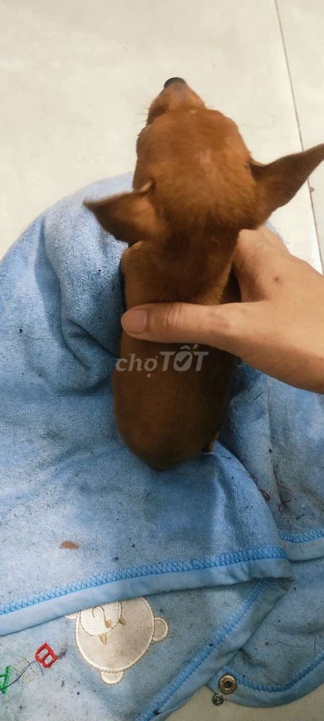 phốc hươu mini  đã tim ngua. Mua bán Chó tại Thị xã Phú Mỹ Bà Rịa - Vũng Tàu được đăng bởi Vinh Hoa hình 1