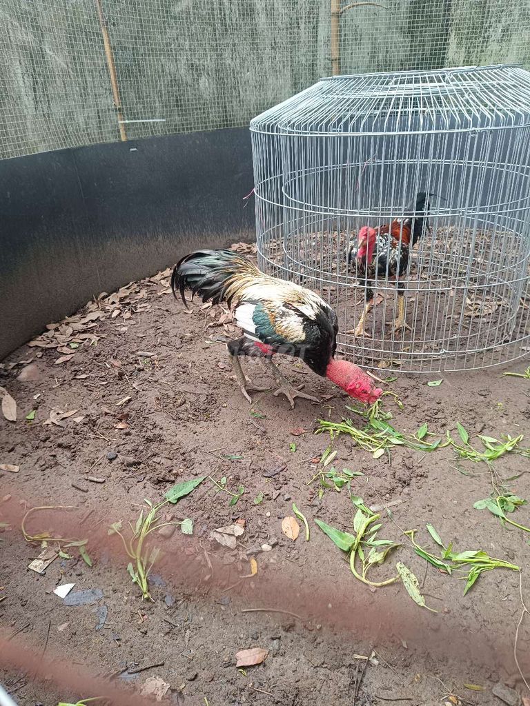 Gà chọi Chuối Đúc, Cảnh. Mua bán Gà tại Huyện Vũ Thư Thái Bình được đăng bởi Hồ Túy hình 1