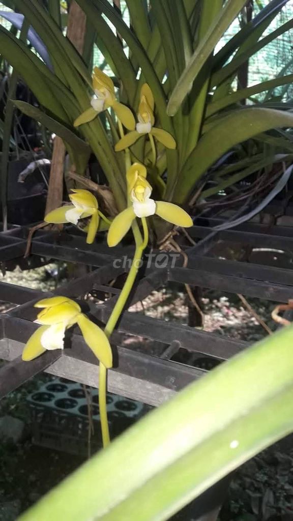 Chậu lan kiếm Vàng Thái Lan. Mua bán Cây cảnh, đồ trang trí tại Thành phố Huế Thừa Thiên Huế được đăng bởi huemuaban hình 1