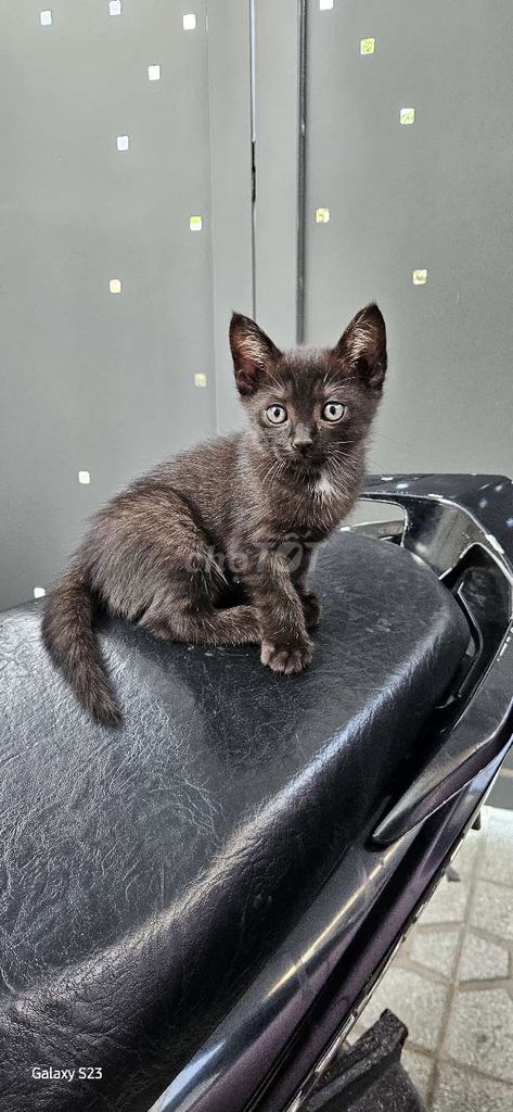 Mèo cái đen lanh lợi tìm ba mẹ yêu thương. Mua bán Mèo tại Thành phố Mỹ Tho Tiền Giang được đăng bởi Danh Trung An hình 1