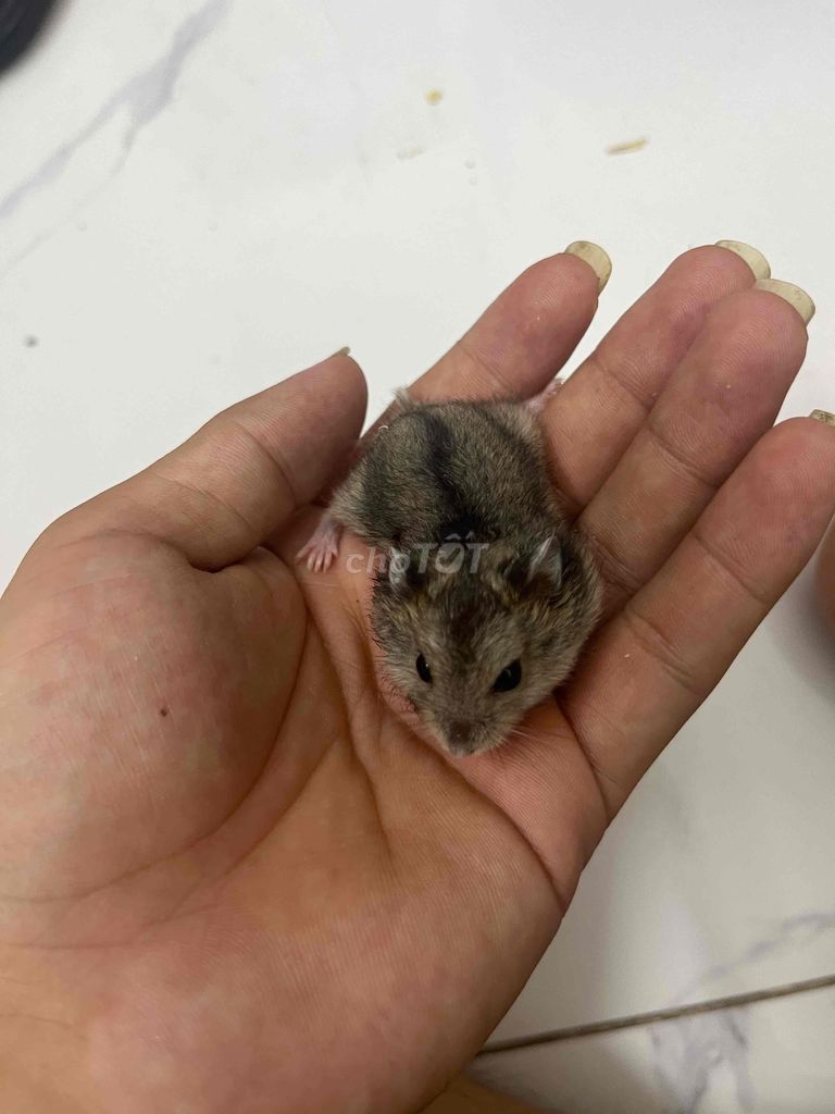 Chuột Hamster ww sóc. Mua bán Thú cưng khác tại Huyện Thanh Trì Hà Nội được đăng bởi Tên chưa cung cấp hình 1