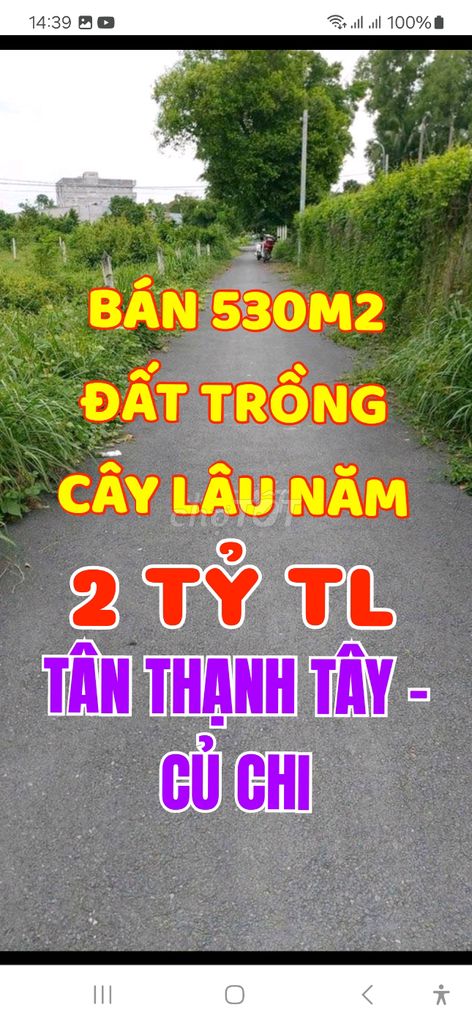 Bán 530m2 đất cao ráo, trồng cây lâu năm, Tỉnh lộ 8, Xã Tân Thạnh Tây.