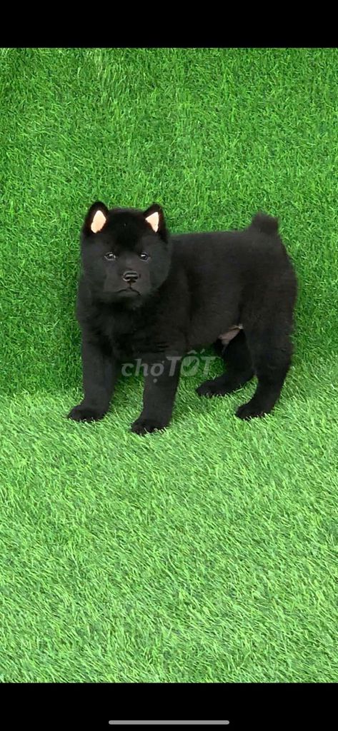 Chó đuc cái có đây đu. Mua bán Chó tại Thành phố Thủ Đức Tp Hồ Chí Minh được đăng bởi cho H mong hình 1