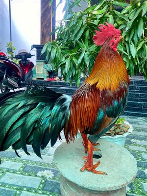 gà chất