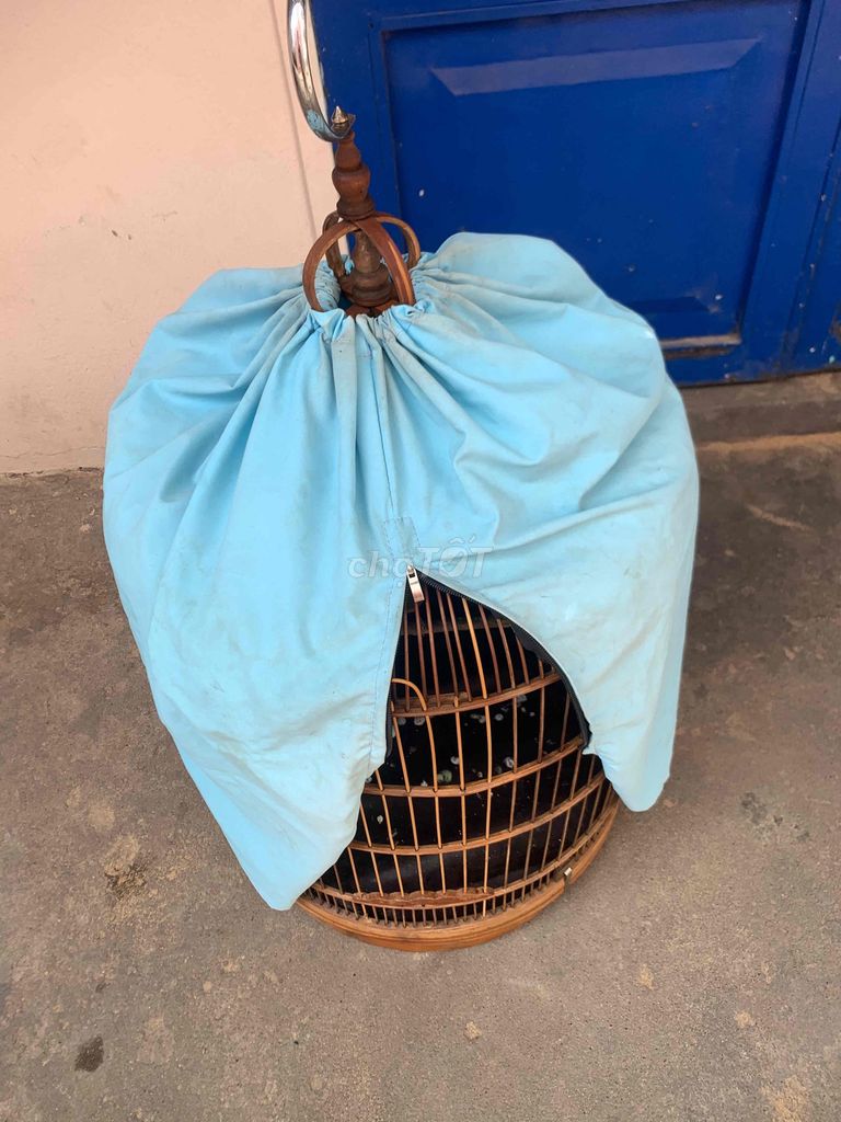 Mai kich trong ca bo. Mua bán Chim tại Quận Bình Thạnh Tp Hồ Chí Minh được đăng bởi Son hình 1