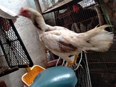Mái bướm độc đinh 1kg6. Mua bán Gà tại Quận 8 Tp Hồ Chí Minh được đăng bởi đại 