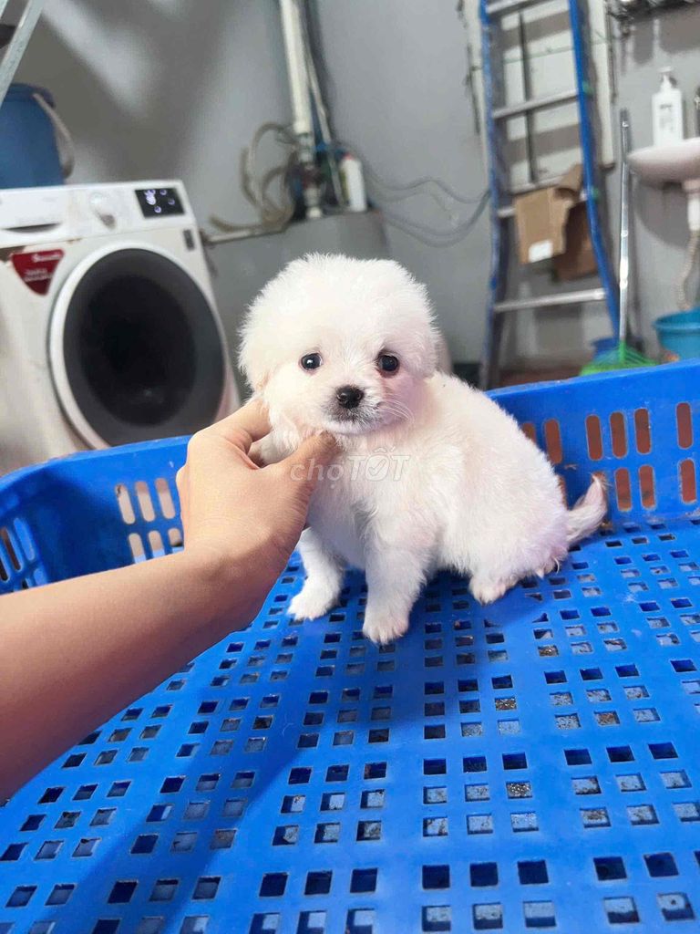 Phốc nhật mini. Mua bán Chó tại Quận Bắc Từ Liêm Hà Nội được đăng bởi dung hình 1