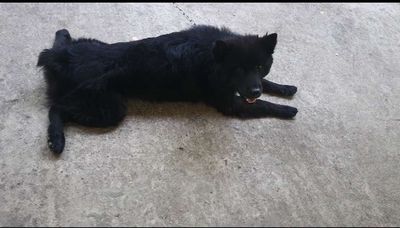 Mình có đàn Xù bố cộc chuẩn, mẹ xù hà giang. Mua bán Chó tại Huyện Phú Xuyên Hà Nội được đăng bởi Nghé ngọ