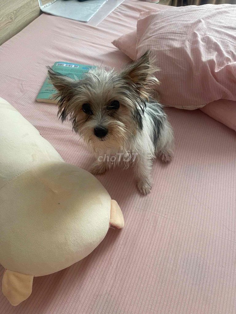 bán nhò nhỏ Yorkshire. thông minh, khoẻ,lanh lợi.. Mua bán Chó tại Thành phố Nha Trang Khánh Hòa được đăng bởi Socola Nâu hình 1