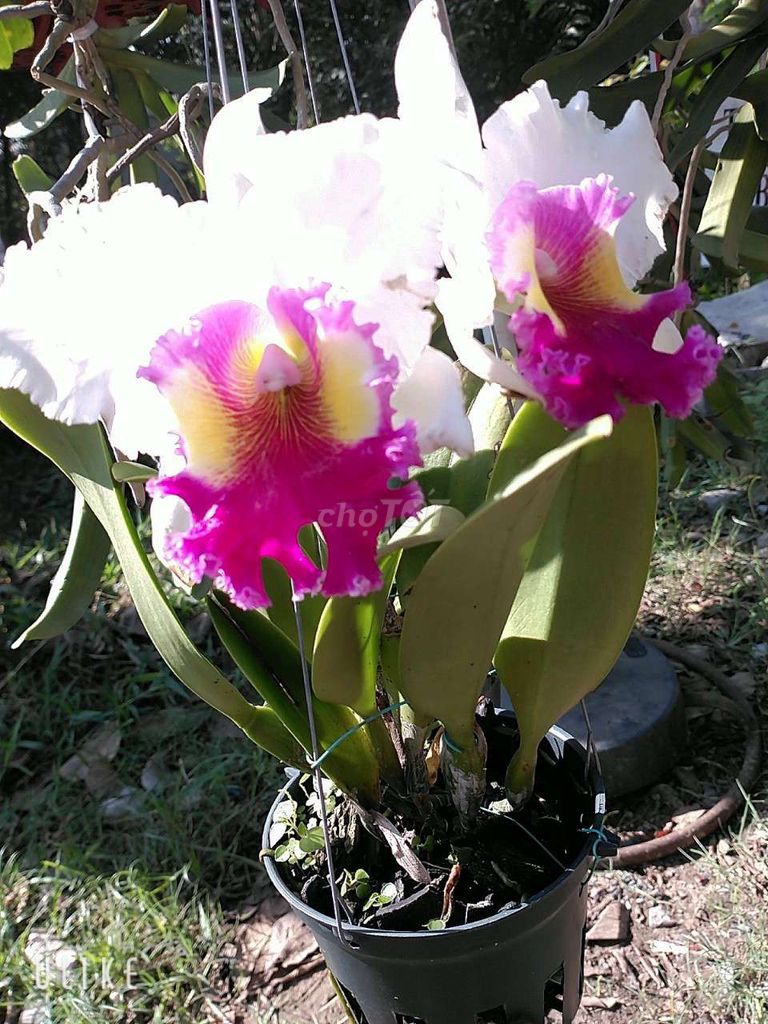 Lan Cattleya trắng lưỡi hồng mắt vàng thơm 395k