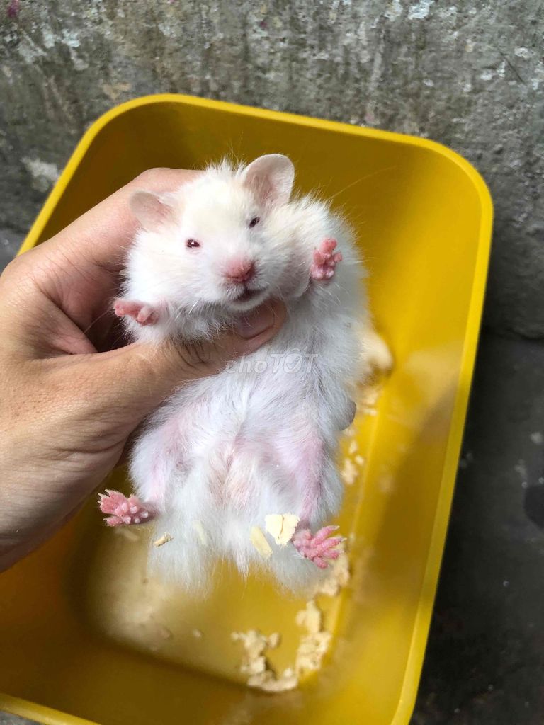 Hamster Bear xù Trắng đực lai tạng. Mua bán Thú cưng khác tại Quận Bình Tân Tp Hồ Chí Minh được đăng bởi Ở trọ bày đặt bán chụtt hình 1