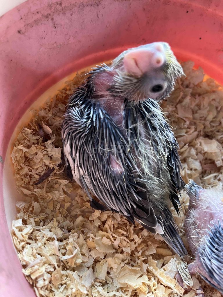 cockatiel baby