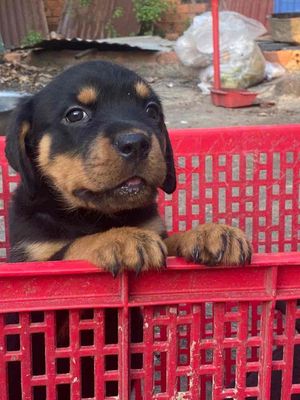 chó rottweiler 2th5ngày