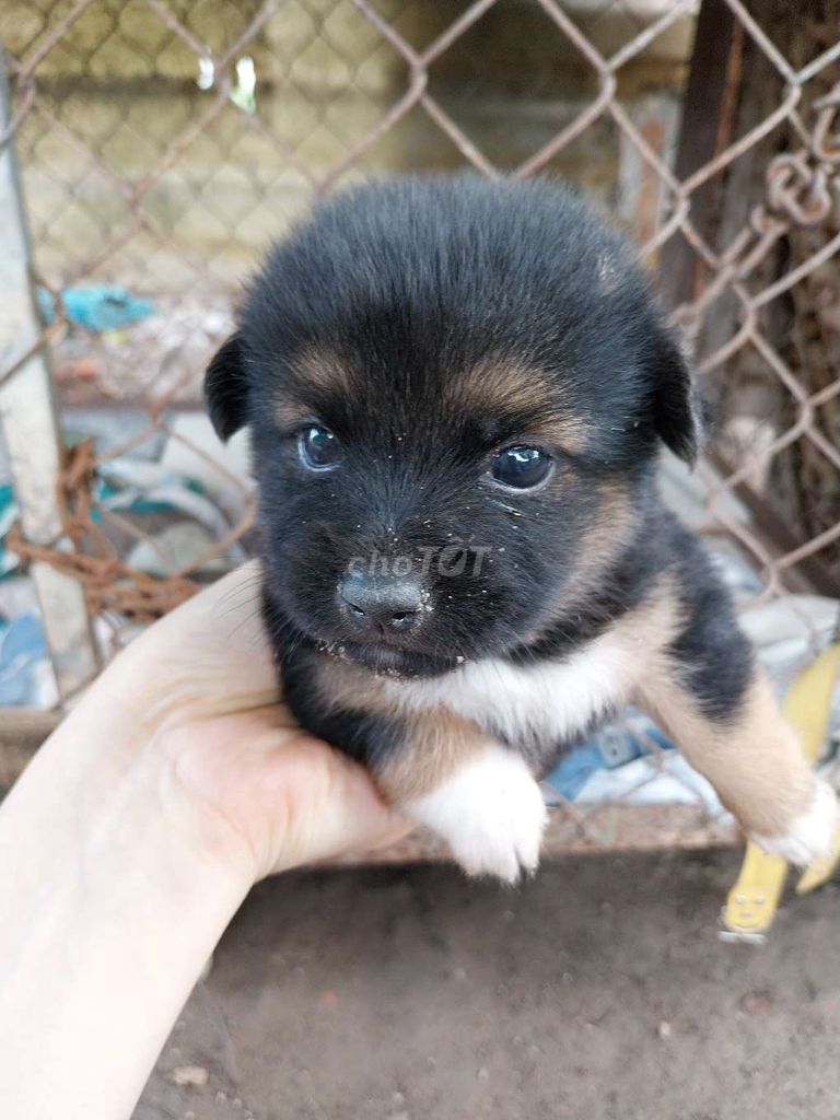 4 chó lai cỏ ta Đen nâu trắng mới đẻ 22/5. Mua bán Chó tại Huyện Bàu Bàng Bình Dương được đăng bởi Minh Thư hình 1
