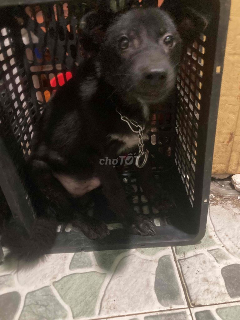 Chó Bắc Hà lai PQ đực đen tuyền 6-7kg. Mua bán Chó tại Quận Cầu Giấy Hà Nội được đăng bởi Mai Trần hình 1