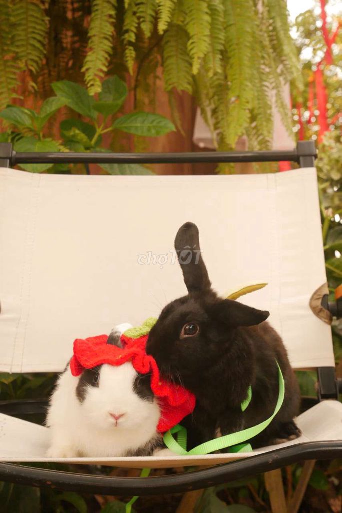 Thỏ Hà Lan Đen/Bông Trắng Đen Đực Cái Khỏe mạnh. Mua bán Thú cưng khác tại Quận Bình Thạnh Tp Hồ Chí Minh được đăng bởi LiRuYu hình 1