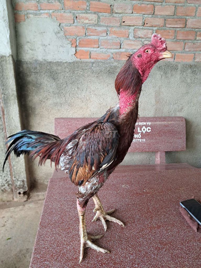 Gà chọi Gà Đòn Gà nòi đúc mái đã ra con hay. Mua bán Gà tại Huyện Di Linh Lâm Đồng được đăng bởi Thành hình 1