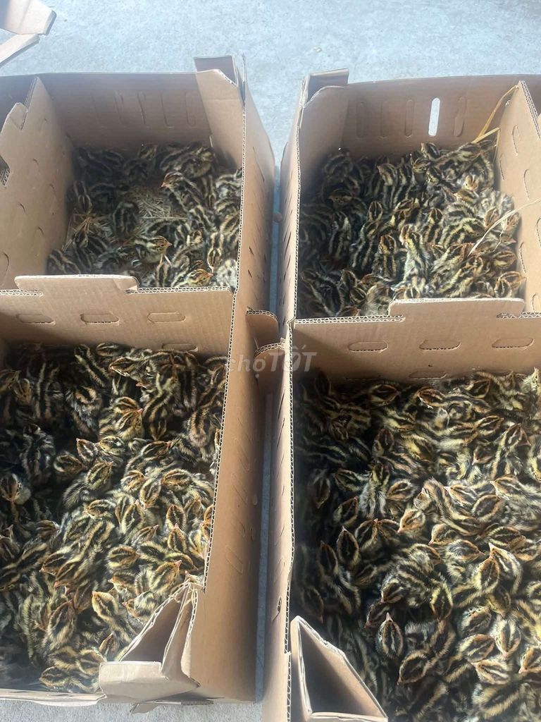 Chim cút 100 con. Mua bán Thú cưng khác tại Quận Long Biên Hà Nội được đăng bởi tổng kho gia dụng  hình 1